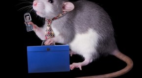 Você já ouviu falar nos Ratocorps?