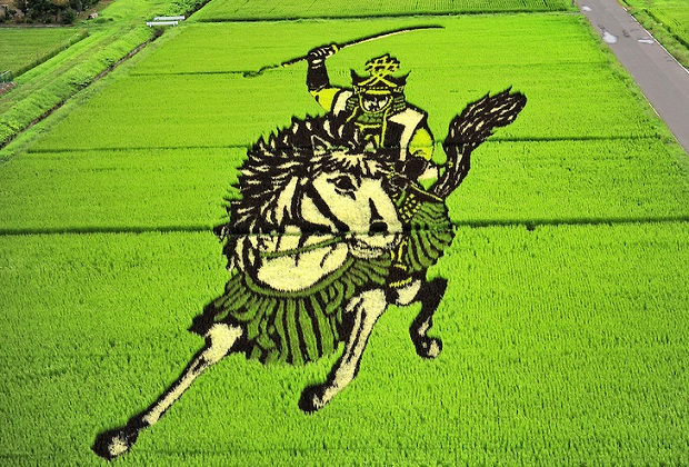 Rice-Field-Art-Samurai-on-Horse