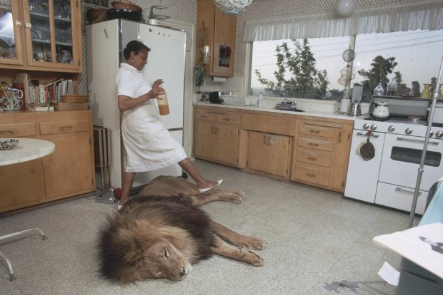 A vida de uma família com um leão de estimação