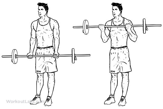 bíceps melhores exercícios