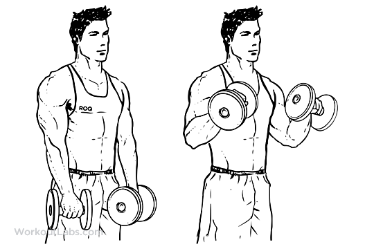 bíceps melhores exercícios
