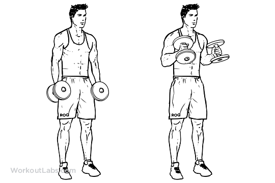 bíceps melhores exercícios