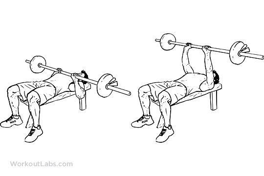 treino de tríceps melhores exercícios