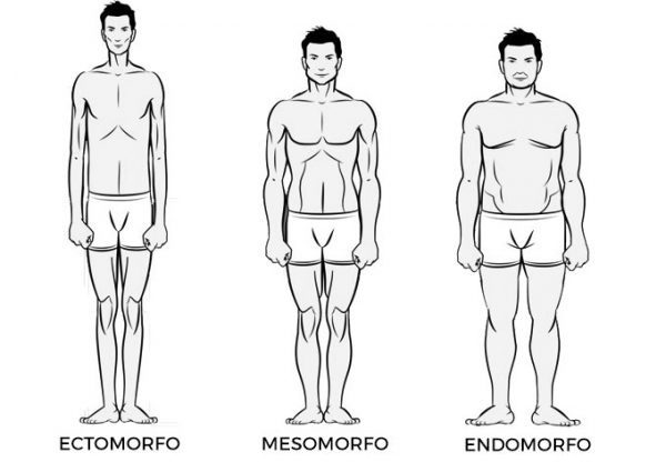 Ectomorfo endomorfo mesomorfo