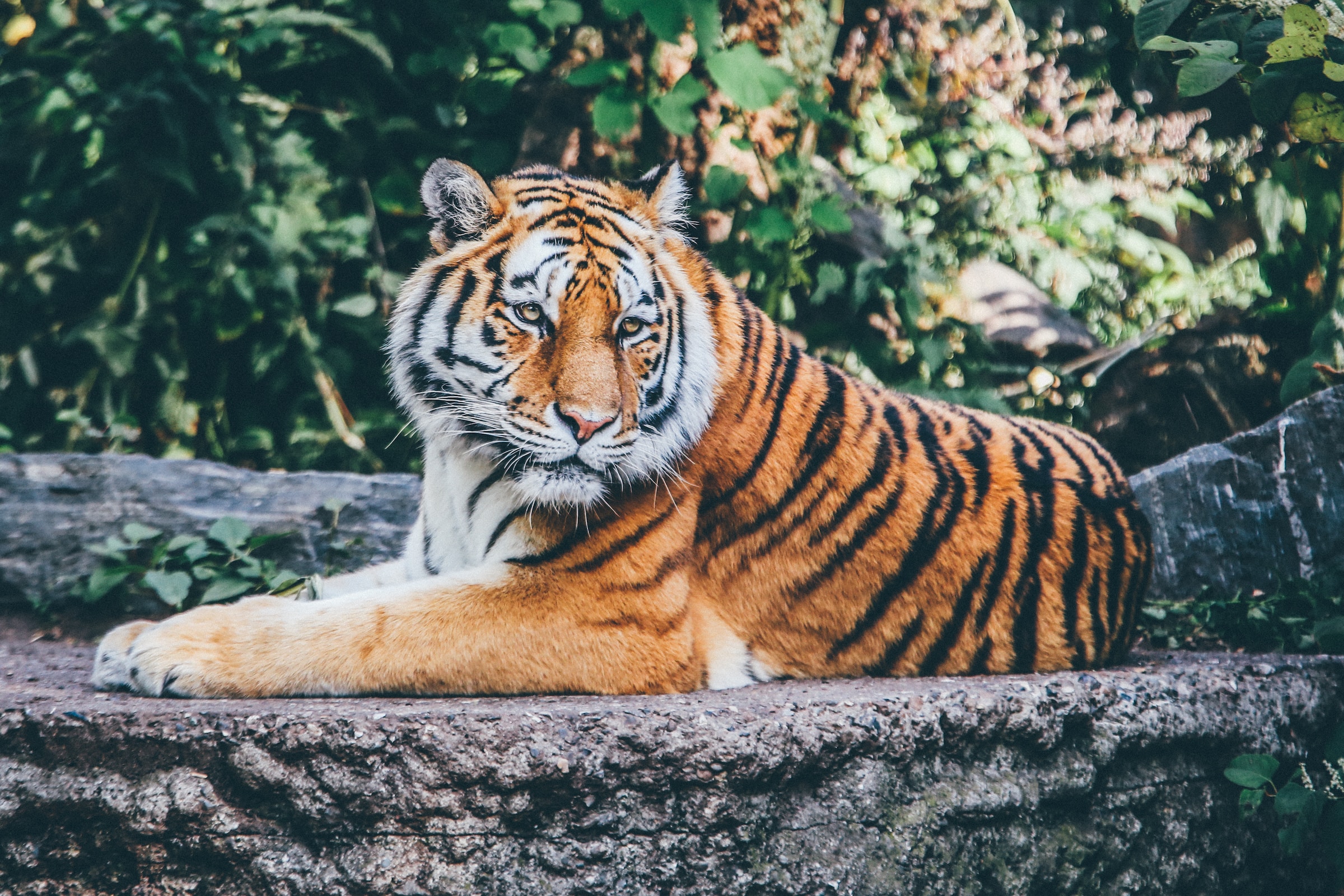 horario que o fortune tiger paga