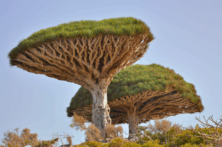 Descubra as Maravilhas Escondidas de Socotra