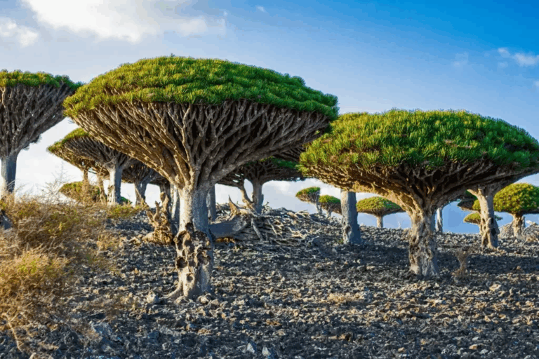 Descubra a Magia de Socotra, o Paraíso Oculto do Iêmen
