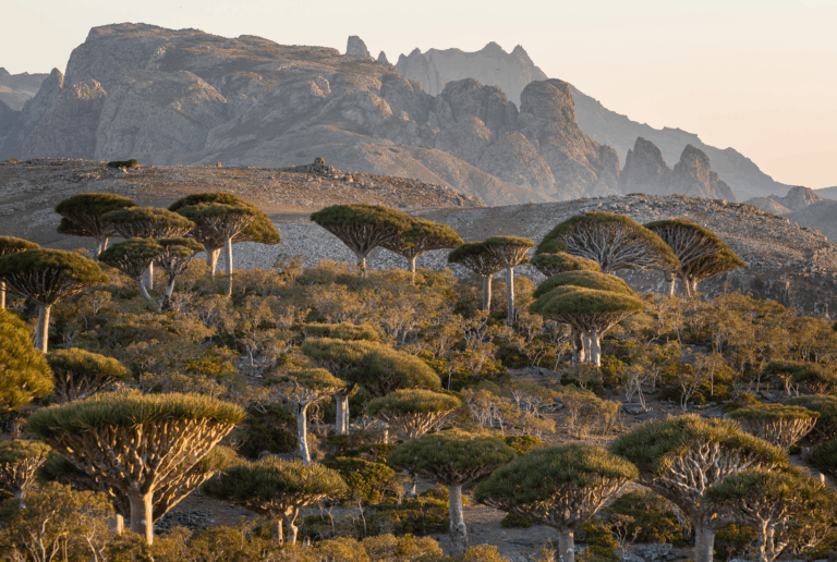 Descubra o Encanto Secreto de Socotra, o Paraíso Iemenita