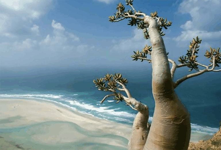 Descubra os Paraísos Ocultos da Ilha de Socotra