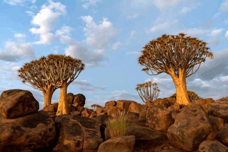 Descubra as Maravilhas Ocultas da Ilha de Socotra
