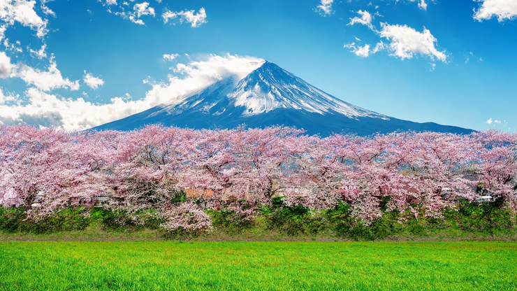 Descubra os Fascinantes Costumes do Hanami no Japão