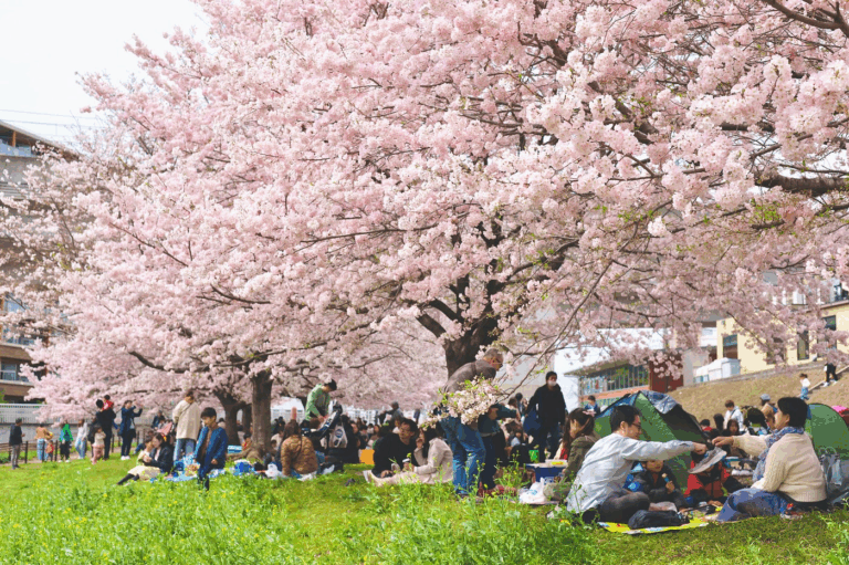 Explorando o Fascinante Costume do Hanami no Japão