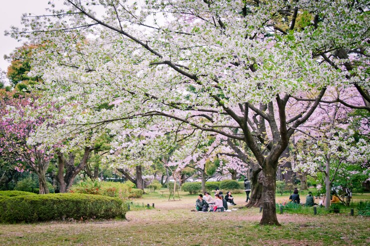Como o Japão Celebra o Ohanami: Tradição e Beleza