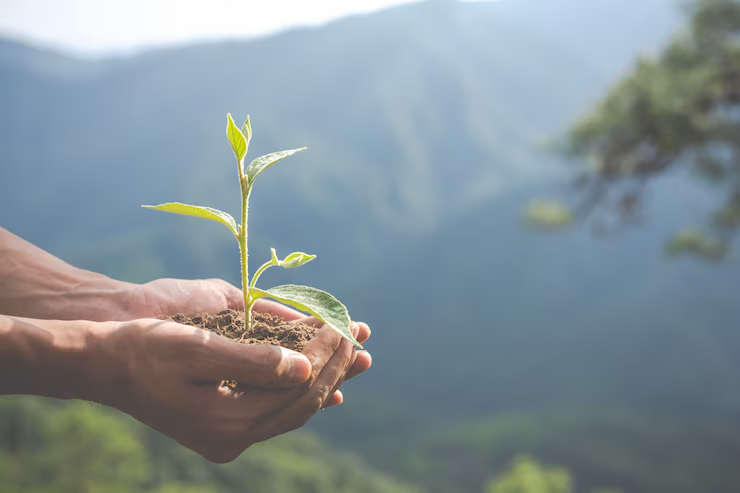 A Ascensão Global da Cultura de Sustentabilidade