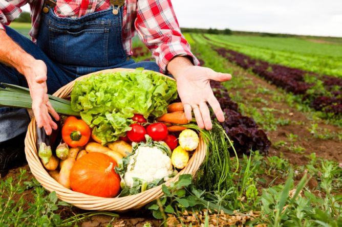 A Revolução dos Alimentos Plant-Based: Tendência Sustentável