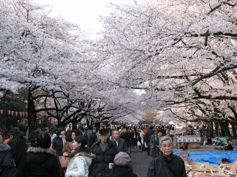 Descubra as Tradições Únicas do Hanami no Japão