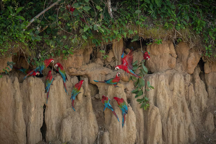 Amazônia: Soluções Sustentáveis para a Crise Ambiental