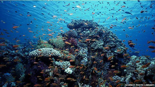 O Impacto das Mudanças Climáticas nos Oceanos