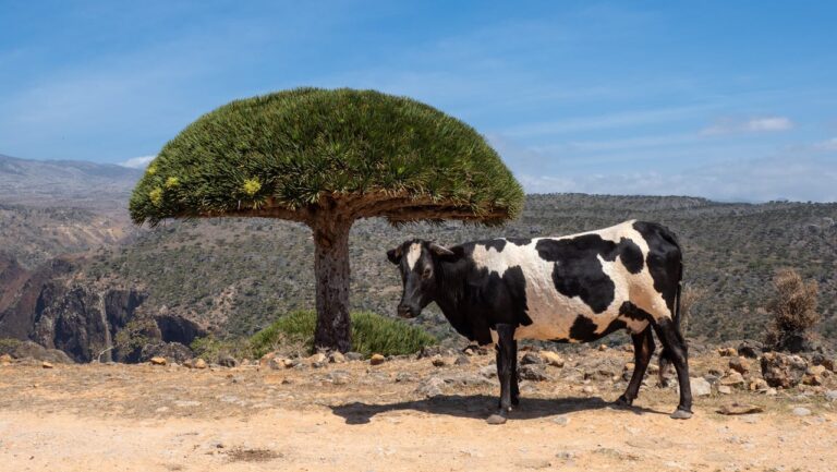 Descubra as Maravilhas da Ilha Socotra: O Paraíso Secreto do Iêmen