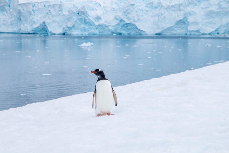 Descubra o Fascinante Turismo na Antártica