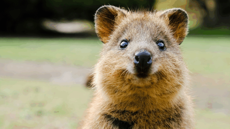 Quokka, animais, curiosidades, lifestyle, sorriso, felicidade, mundo animal 